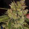 Auto Skunk regular Ganja Seeds