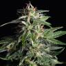 мощные сорта конопли Auto Dreamberry feminised