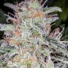 Auto Dreamberry feminised Ganja Seeds