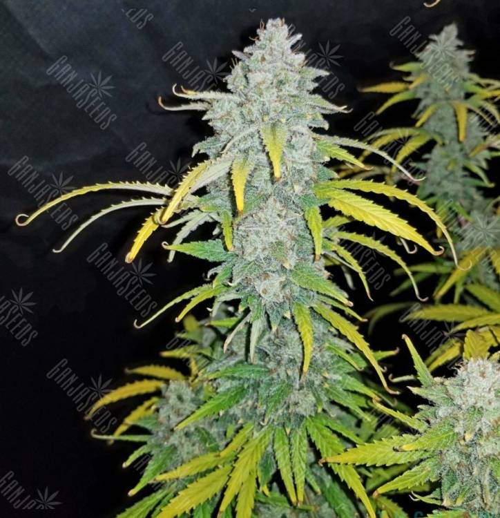 где заказать семена конопли Auto Dreamberry feminised