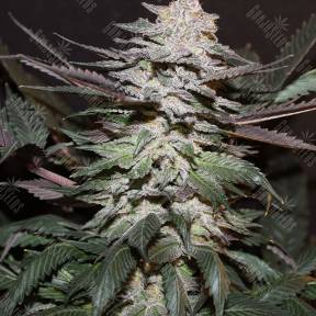 Auto Tobol feminised Bang Seeds
