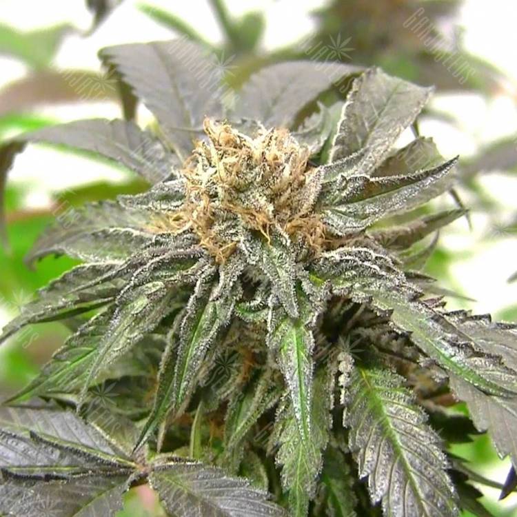 регулярные семена конопли Purple Kush regular Ganja Seeds