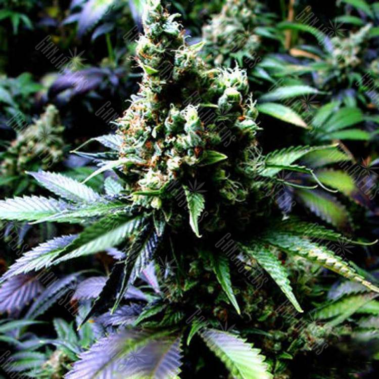 семена сортовой конопли Auto NYC Diesel feminised Barneys Farm семена сортовой конопли Auto NYC Diesel feminised Barneys Farm