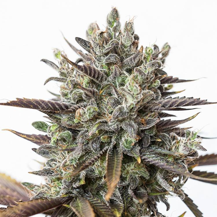 семена каннабиса Purple Orange CBD feminised Dinafem Seeds