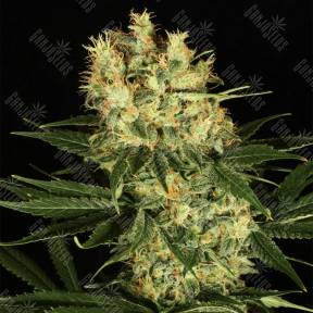 Ortega Indica feminised Dutch Passion Seeds