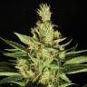 семена конопли Россия Ortega Indica feminised Dutch Passion Seeds