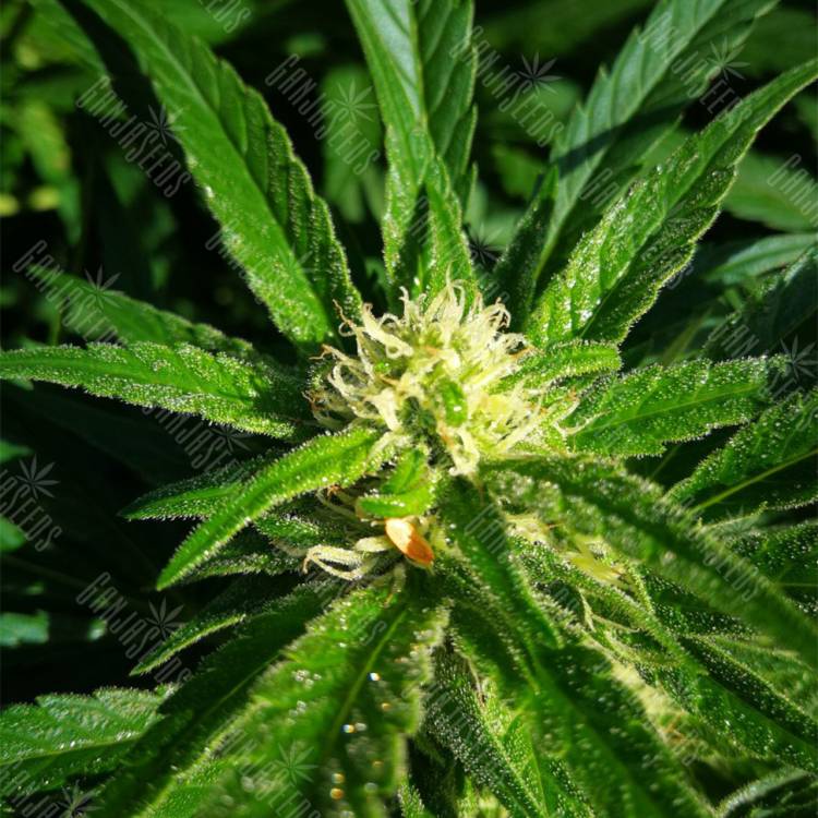 семена индийской конопли Venus Flytrap feminised Nirvana Seeds