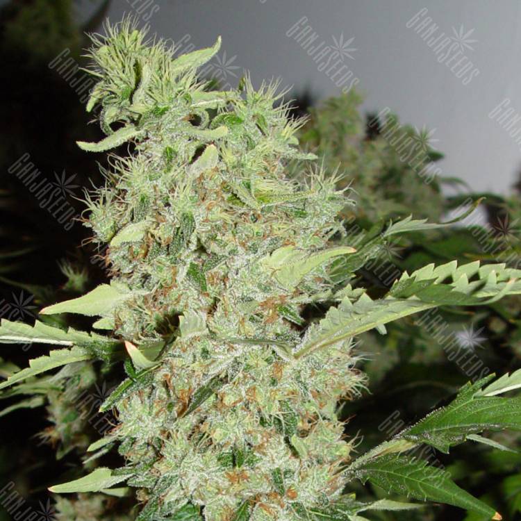 семена культурной конопли купить Bubble Gum regular Serious Seeds