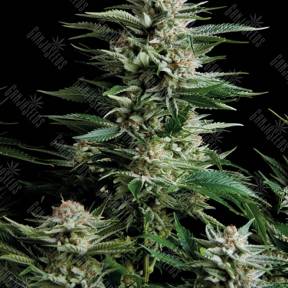 Patagonia feminised Trikoma Seeds