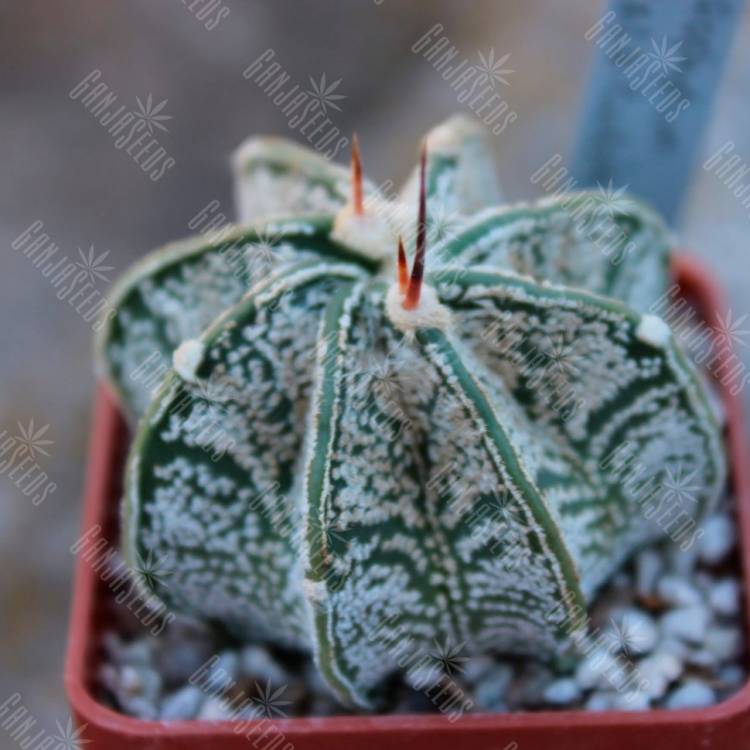 Семена кактуса Astrophytum capricorne tmavy trn Семена кактуса Astrophytum capricorne tmavy trn