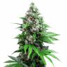 Семена марихуаны Auto Killer Kush feminised GanjaLiveSeeds
