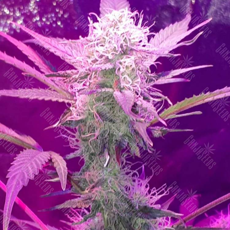 семена конопли в оригинальных упаковках Auto Lemon Haze feminised