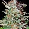 Auto Magnesia Haze feminised Ganja Seeds