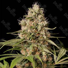Shark Shock CBD feminised Dinafem Seeds
