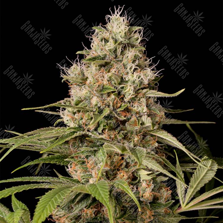 семена конопли Shark Shock CBD feminised Dinafem Seeds