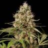 семена конопли Shark Shock CBD feminised Dinafem Seeds