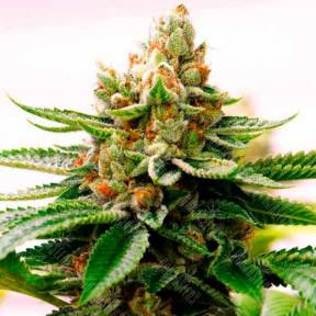 Skywalker feminised Dutch Passion Seeds