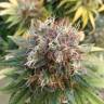 купить семена конопли Lemon Kush feminised Female Seeds