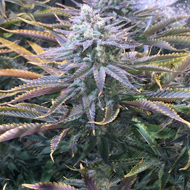 семена конопли f1 в оригинальной упаковке Strawberry Banana feminised Reserva Privada