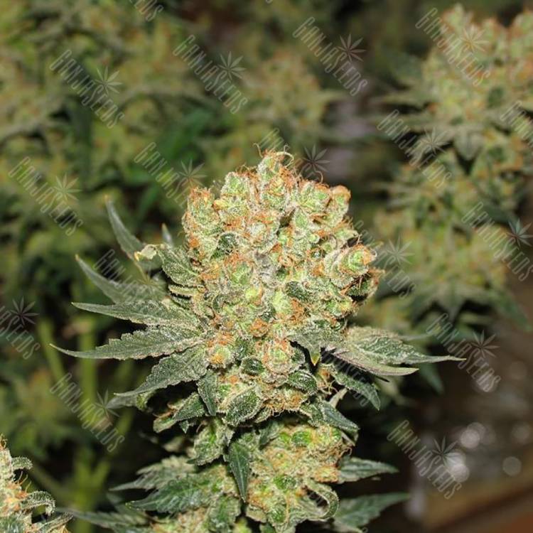 семена конопли медицинской Chronic regular Serious Seeds семена конопли медицинской Chronic regular Serious Seeds