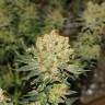 семена конопли медицинской Chronic regular Serious Seeds семена конопли медицинской Chronic regular Serious Seeds