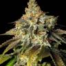 Amnesia Lemon feminised Ganja Seeds