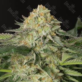 Amnesia Lemon feminised Ganja Seeds