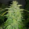 семена конопли недорого Auto Orange feminised