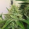 семена конопли почтой Auto Orange feminised