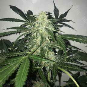 Auto Buddha Deimos feminised Buddha Seeds