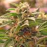 сортовые семена конопли Auto Ungurtas feminised