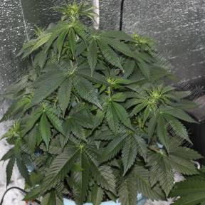 Auto Big Skunk regular Ganja Seeds