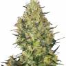 Sensi Skunk regular Ganja Seeds