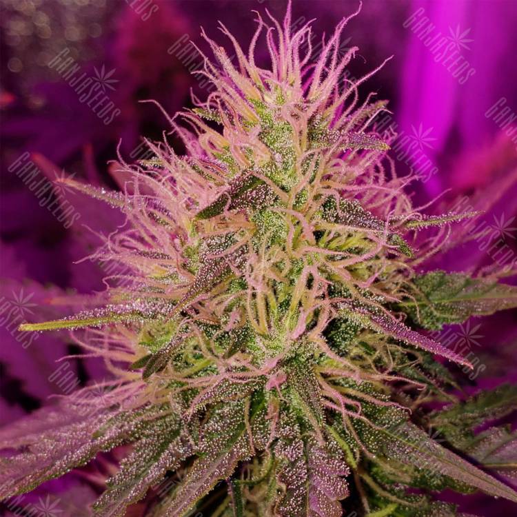 где заказать семена конопли Auto Purple Punch feminised Barneys Farm