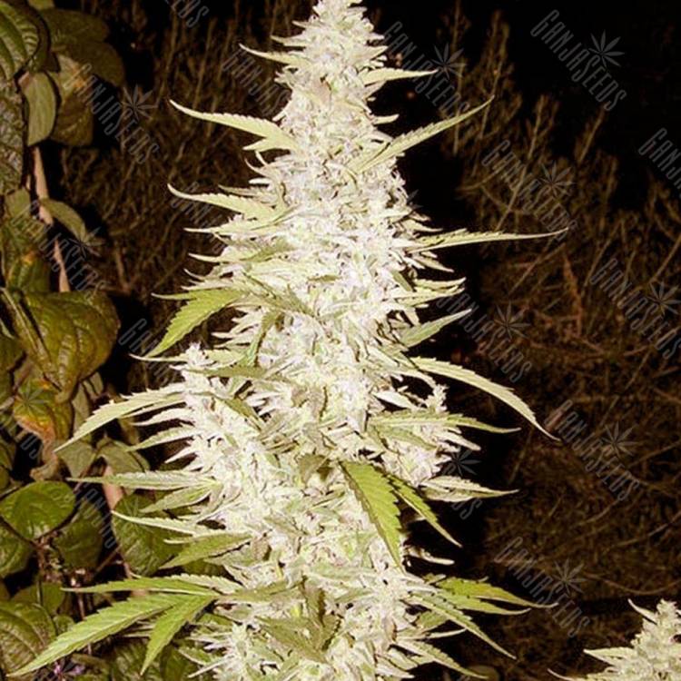 семена конопли Maroc feminised Female Seeds