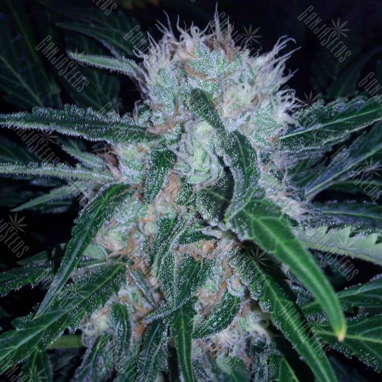 заказ семян конопли Domina Haze feminised Kannabia Seeds