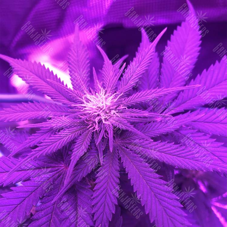 урожайные семена конопли White Rhino feminised Nirvana Seeds