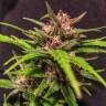 семена конопли недорого Skywalker Kush feminised Reserva Privada