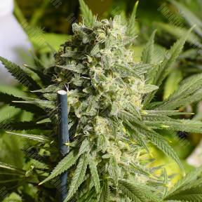 Double Dutch regular Serious Seeds