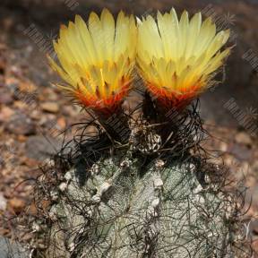 Astrophytum capricorne
