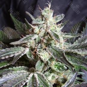 Black Jack feminised Ganja Seeds