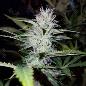 Auto Pineapple feminised Ganja Seeds