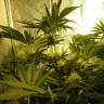семена культурной конопли купить Auto Pineapple feminised семена культурной конопли купить Auto Pineapple feminised
