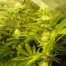 семена конопли для посадки купить Auto Pineapple feminised семена конопли для посадки купить Auto Pineapple feminised