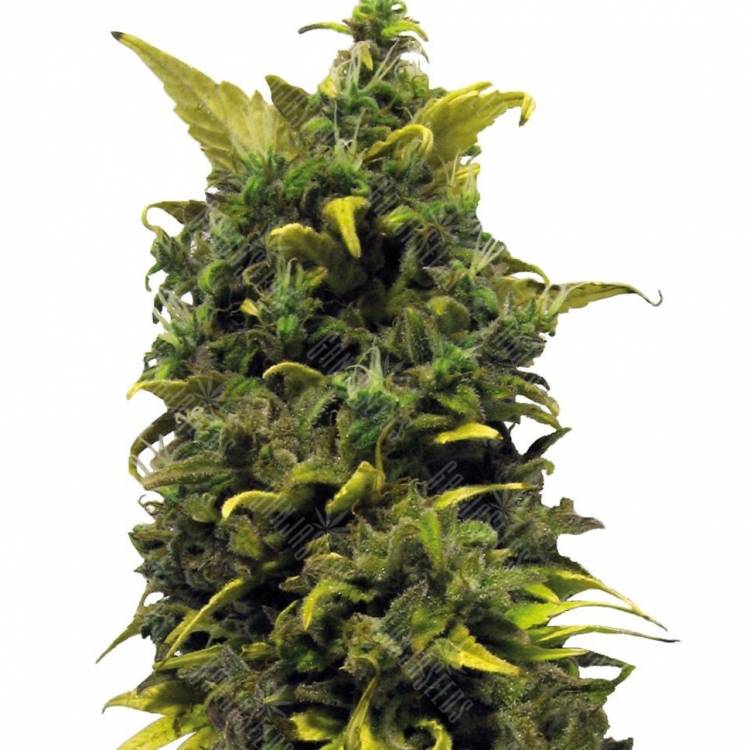 Auto Blue Cheese feminised Ganja Seeds