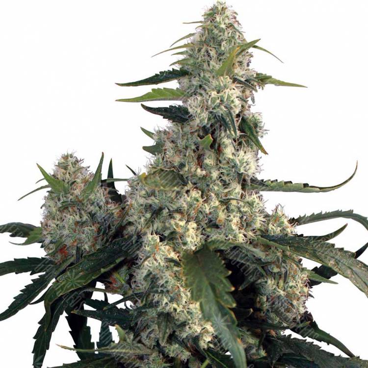 Buddha Quasar feminised Buddha Seeds
