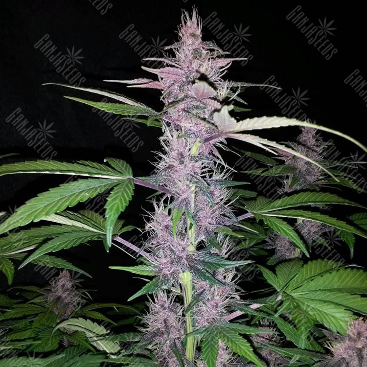 семена конопли курьером Auto Zaisan feminised Bang Seeds