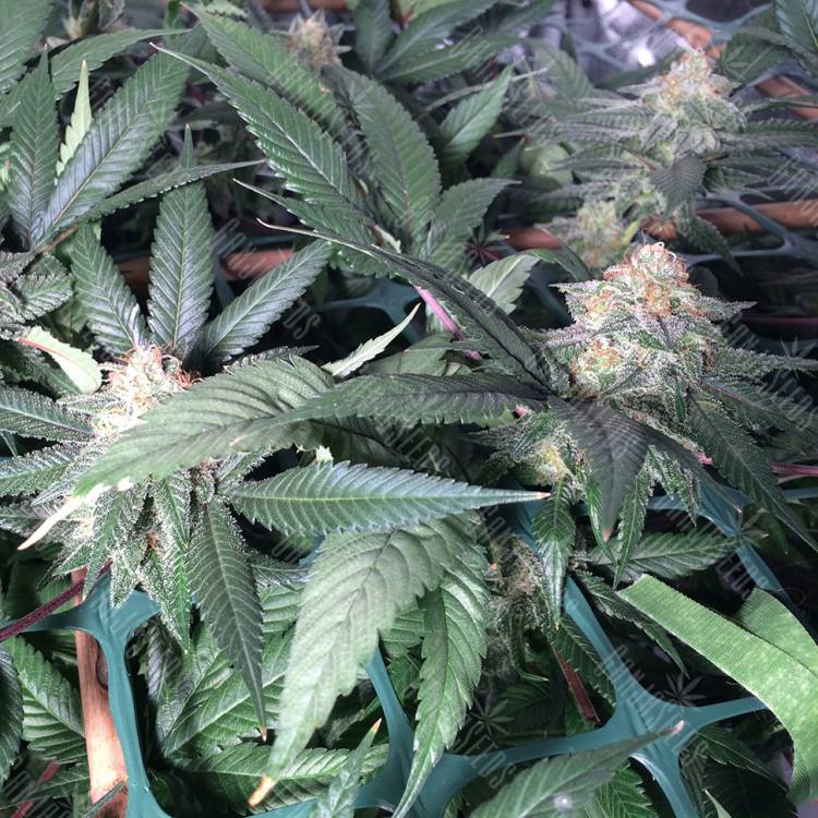 семена конопли Спб Sensi Skunk x Jamaica (Pegas) regular Ganja Seeds
