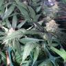 семена конопли Спб Sensi Skunk x Jamaica (Pegas) regular Ganja Seeds