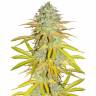 семена конопли почтой Outdoor Grapefruit feminised Female Seeds